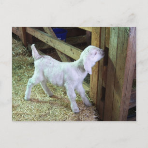 Cartão Postal Bobo Little Kid