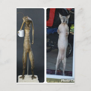 Cartão Postal Bobo Sphynx - Gibs comparado ao Cartão-postal da a
