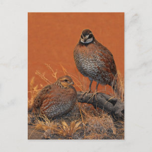 Cartão Postal Bobwhite Quail (Georgia, Missouri e Tennessee)