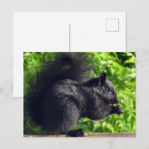 Cartão Postal Boca-branca Boca-Preta Comendo Sementes Natureza