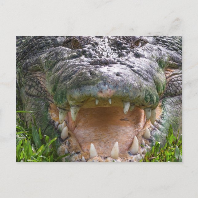 Cartão Postal Boca de crocodilo de água salgada de animais selva (Frente)