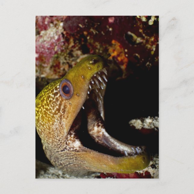 Cartão Postal Boca intimidante de Yellowmargin (Frente)