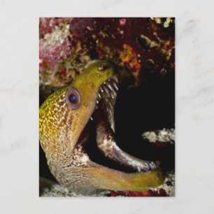 Cartão Postal Boca intimidante de Yellowmargin