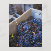 Bodega Marques de Riscal, uvas