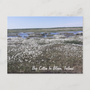 Cartão Postal Bog Cotton in Bloom, Offaly, Irlanda