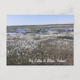 Cartão Postal Bog Cotton in Bloom, Offaly, Irlanda