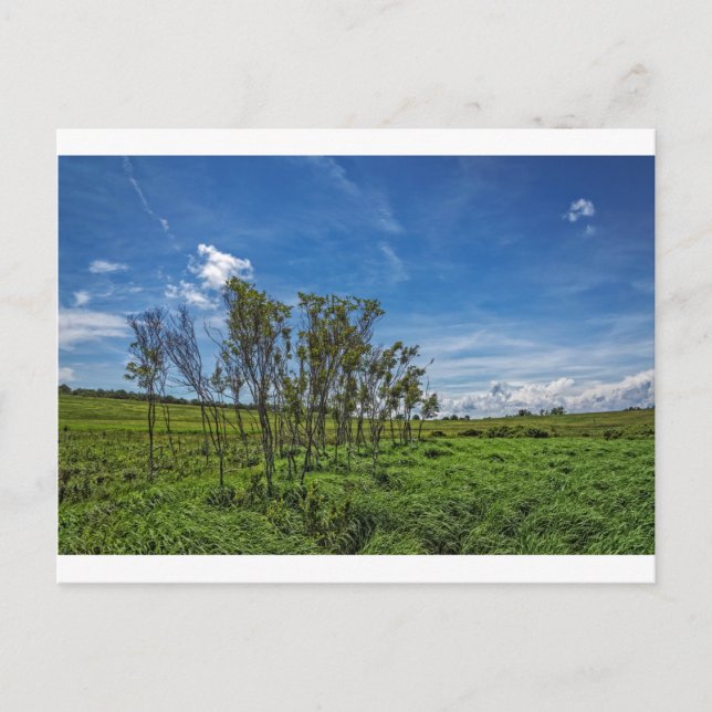 Cartão Postal Bog Forest em Big Meadows (Frente)