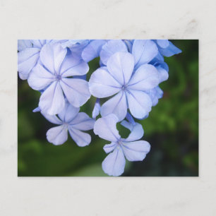Cartão Postal Bokeh Floral Azul
