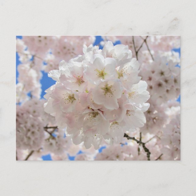 Cartão Postal Bolas de Flor Rosa. (Frente)