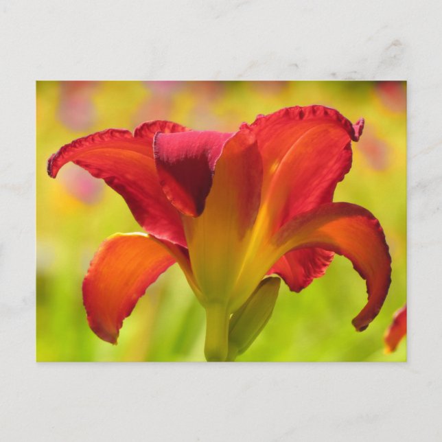 Cartão Postal Bold Lily - Daylily (Frente)