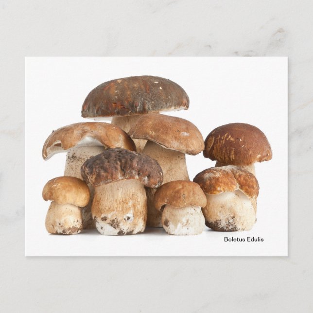 Cartão Postal Boletus Edulis (Frente)
