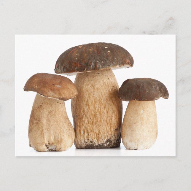 Cartão Postal Boletus Edulis PCard (Frente)