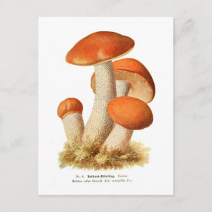 Cartão Postal Boletus rufus