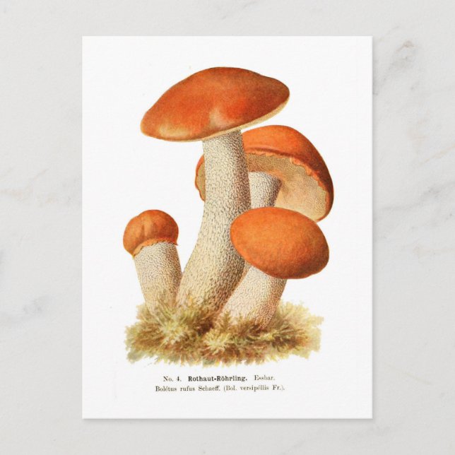 Cartão Postal Boletus rufus (Frente)