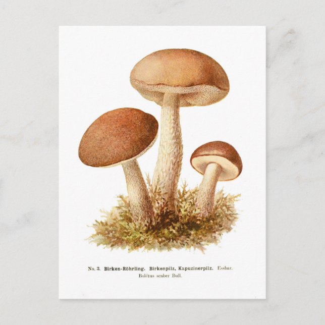 Cartão Postal Boletus scaber (Frente)