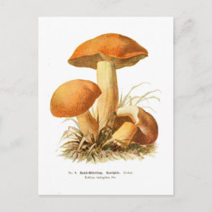 Cartão Postal Boletus varigatus