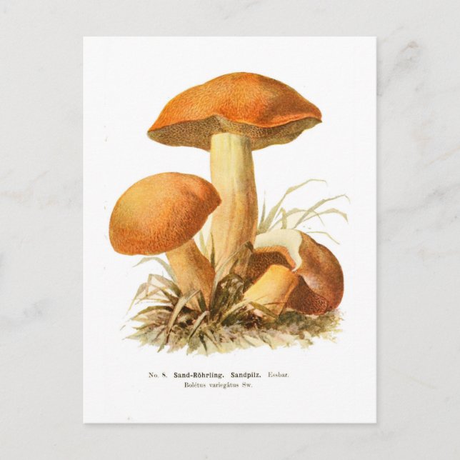 Cartão Postal Boletus varigatus (Frente)