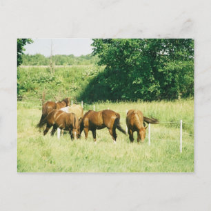 Cartão Postal Bolhas, Senhora, Açúcar, Limitado e Cartão-postal