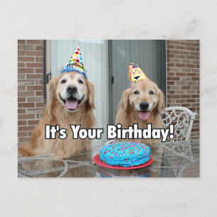Cartão Postal Bolo de Aniversário do Retriever Dourado Feliz