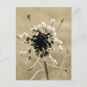 Cartão Postal Bolsa-de-pastor em Sepia