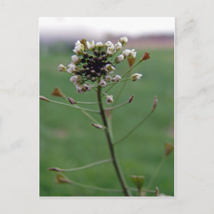 Cartão Postal Bolsa de Shepherd