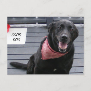 CARTÃO POSTAL BOM CÃO
