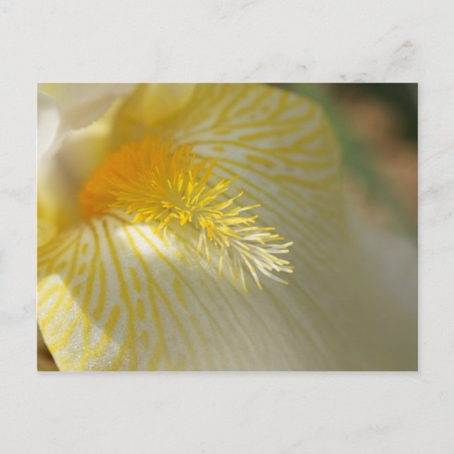 Cartão Postal Bom Dia, Iris! (Frente)