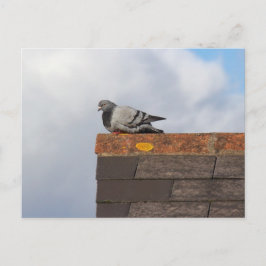 Cartão Postal Bom Dia Pombo