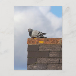 Cartão Postal Bom dia, pombo