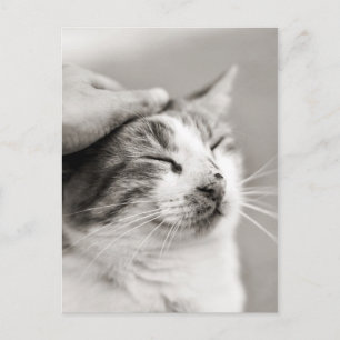 Cartão Postal Bom gatinho! -Cartão Postal