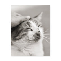 Bom gatinho! -Cartão Postal