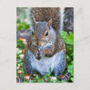 Cartão Postal Bom Para A Última Morte