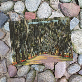 Cartão Postal Bonaventure Drive Savannah GA retro