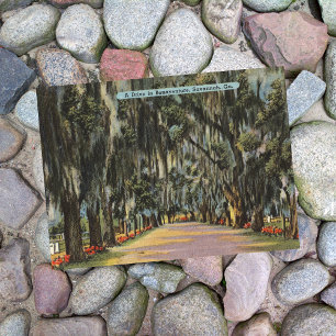 Cartão Postal Bonaventure Drive Savannah GA retro