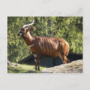 Cartão Postal Bongo
