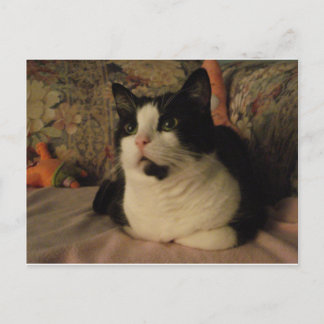 CARTÃO POSTAL BONGO