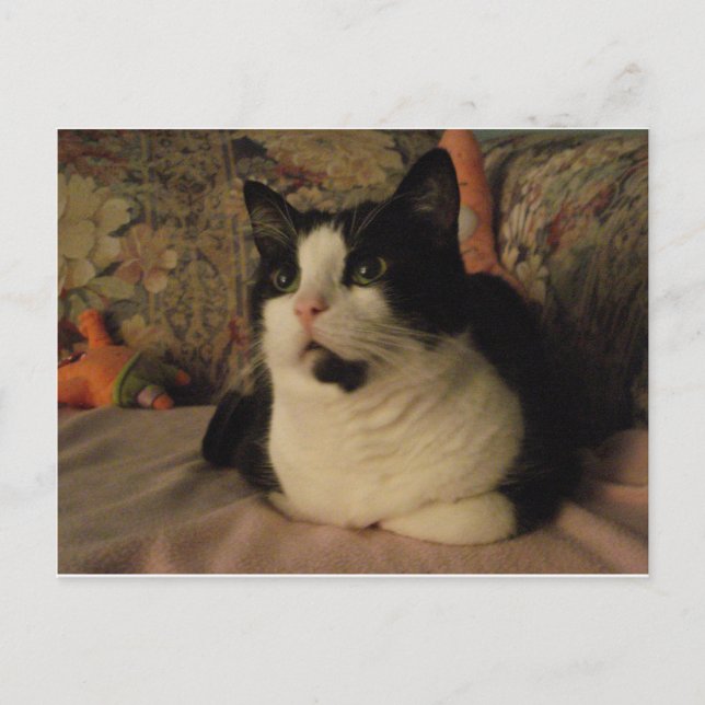 CARTÃO POSTAL BONGO (Frente)