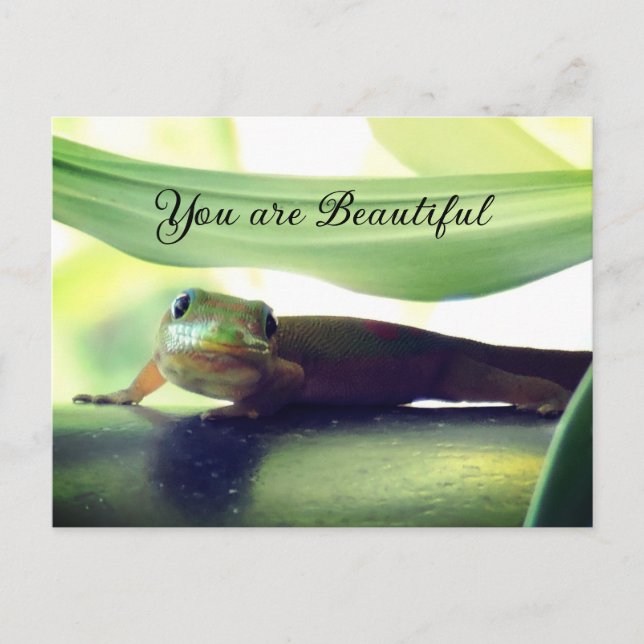 Cartão Postal Bonita (Frente)