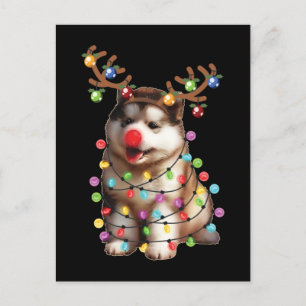 Cartão Postal Bonita doação de Natal para o Cão Malamute no Alas