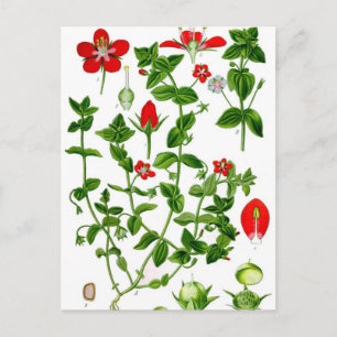 Cartão Postal Bonita flor vermelha de primavera