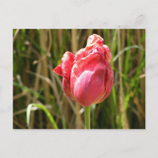 CARTÃO POSTAL BONITA TULIP