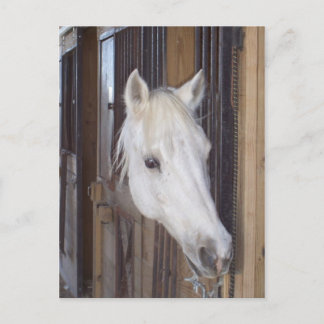 Cartão Postal Bonitão