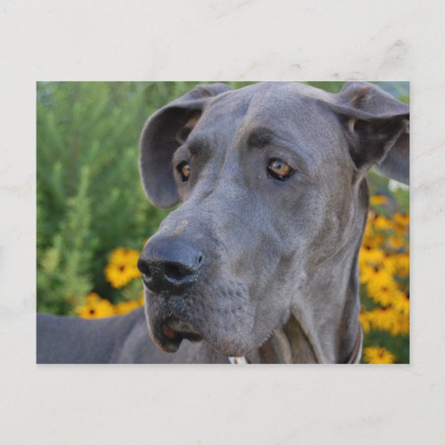 Cartão Postal Bonito (Frente)