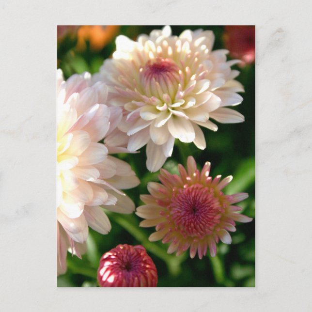 Cartão Postal Bonito a rosa (Frente)