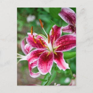 Cartão Postal Bonito a rosa