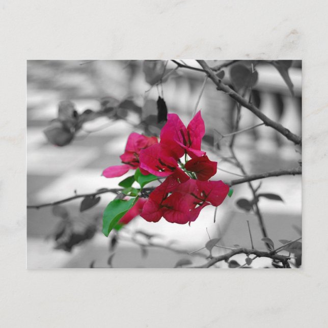 Cartão Postal Bonito a rosa (Frente)