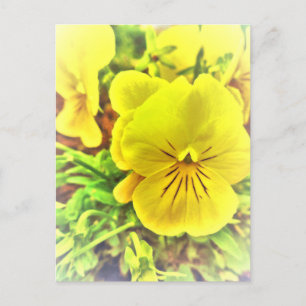 Cartão Postal Bonito Amarelo Flores Pansy Jardim Solarino