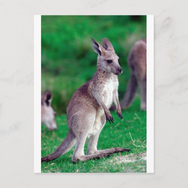 Cartão Postal Bonito bebê Kangaroo (Frente)