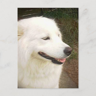 Cartão Postal Bonito Cachorro Branco Samoyed