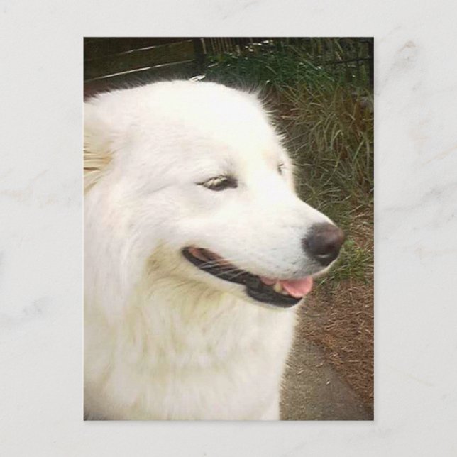 Cartão Postal Bonito Cachorro Branco Samoyed (Frente)